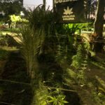 Colectivo Legaliza Colima denuncia remoción arbitraria de Jardín Cannábico por parte del Ayuntamiento y vecinos