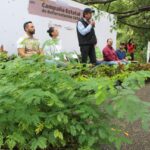 Gobierno Colima inició campaña de donación de plantas de café y arboles forestales