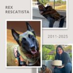 MURIÓ REX, EL PERRO HÉROE